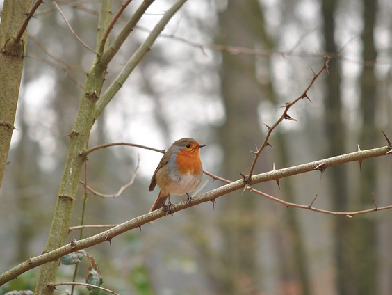'Winterhitte' probleem voor plant en dier