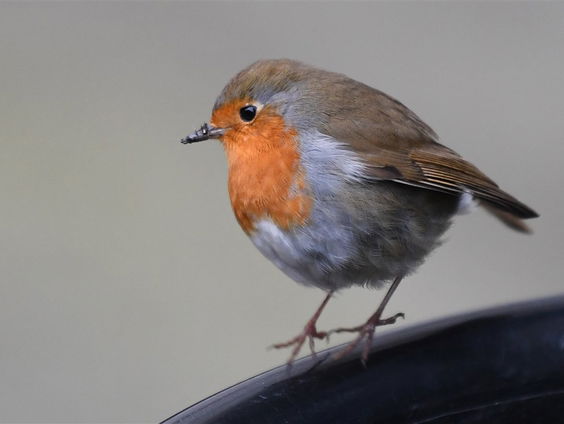Waarom staan er toch altijd roodborstjes op kerstkaarten?
