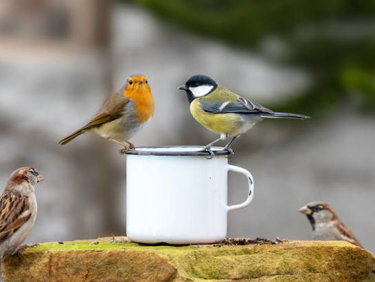 Vogels tellen in Goes: Frans de Bruijckere speurt de tuin af