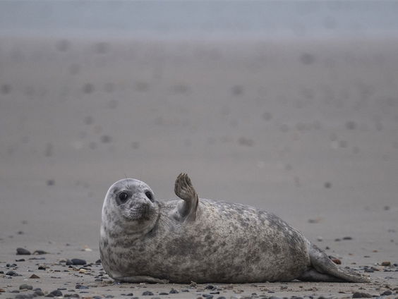 Goeiedag Haandrikman! op Zomertoer naar Texel