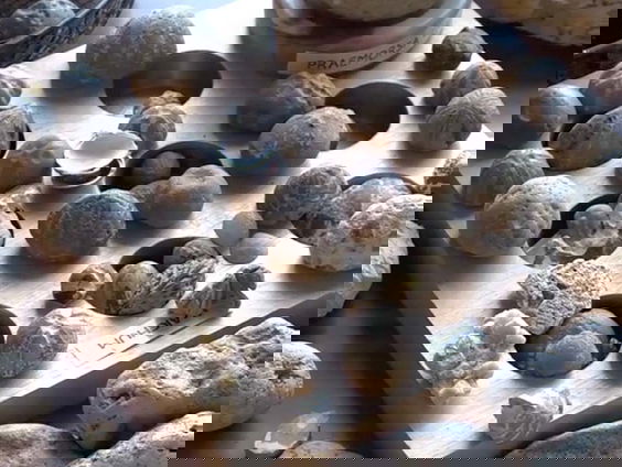 Peter doet zijn enorme verzameling fossielen de deur uit.