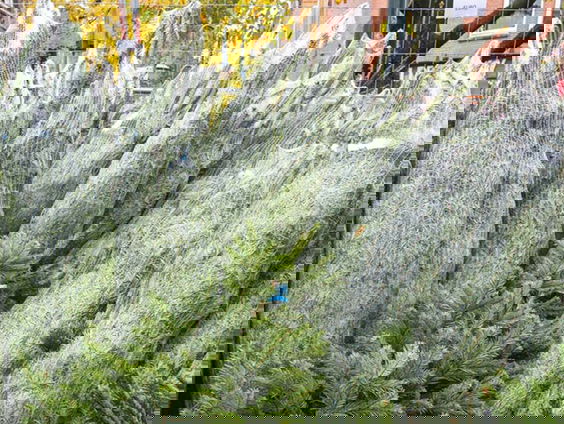 De kerstbomen zijn prachtig dit jaar