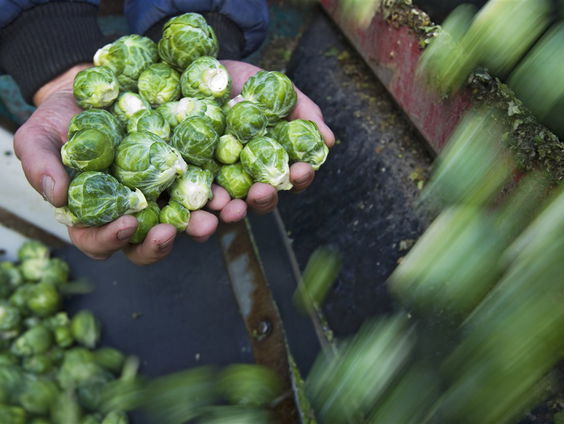 De spruitjesoogst redt je in de zomer