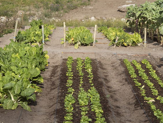 Voedselschaarste wegens voorjaarsdroogte, of is er een alternatief?