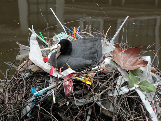 Help mee met een onderzoek naar meerkoetnesten!