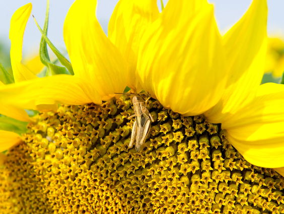 'Eet geen zonnebloempitten meer in het stadion'