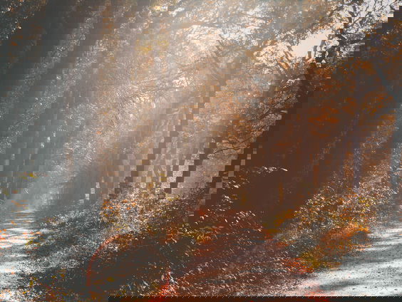 Arnout Hauben wandelt 900 kilometer door de Lage Landen