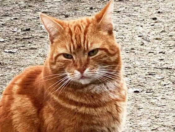 Deventer wil een monument voor stationskat Sunny