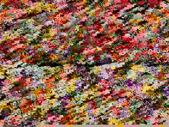 Mauritshuis viert 200-jarig bestaan met bloemen-tentoonstelling