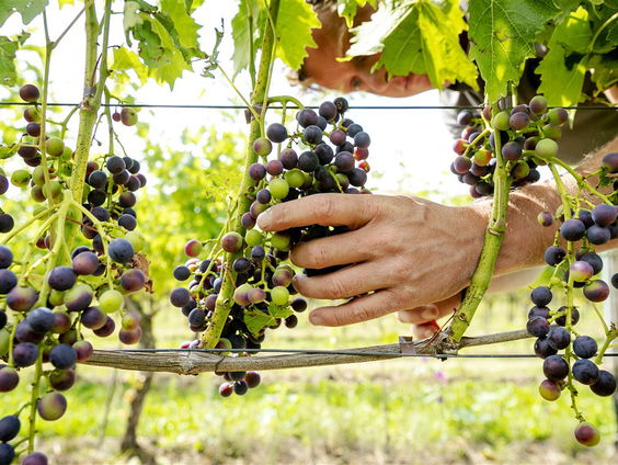 Binnenkort loopt de hele wereld warm voor FlevoWijn