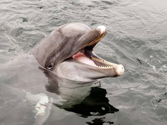 Dolfijnen beschermen Russische marinebasis
