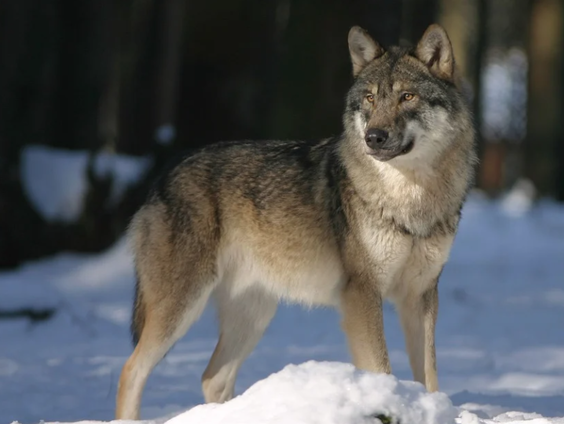 We zullen moeten wennen aan de wolf, zegt Natuurmonumenten