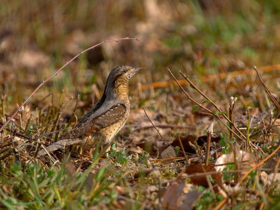 Natuurvlogger Youri Jongkoen filmt zeldzame draaihals