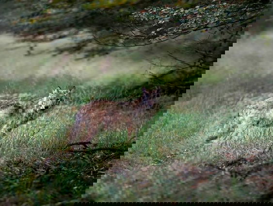 Boswachter Arjan Postma over de wolf in Nederland!