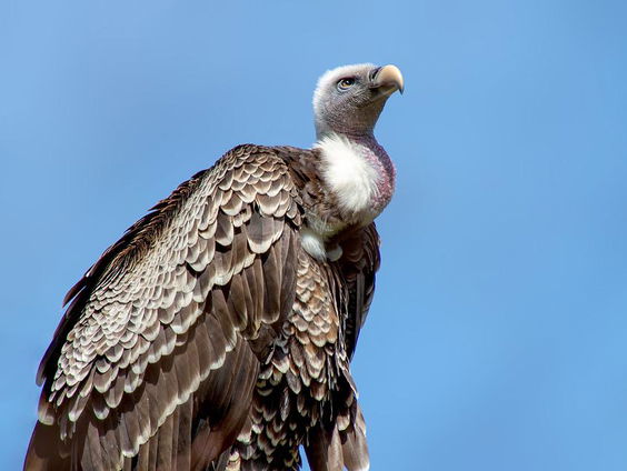 Nederlanders zijn gieriger geworden