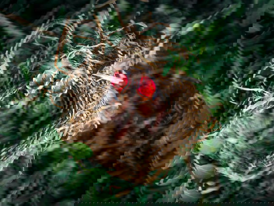 De opvang zit vol: jonge vogels krijgen vliegles