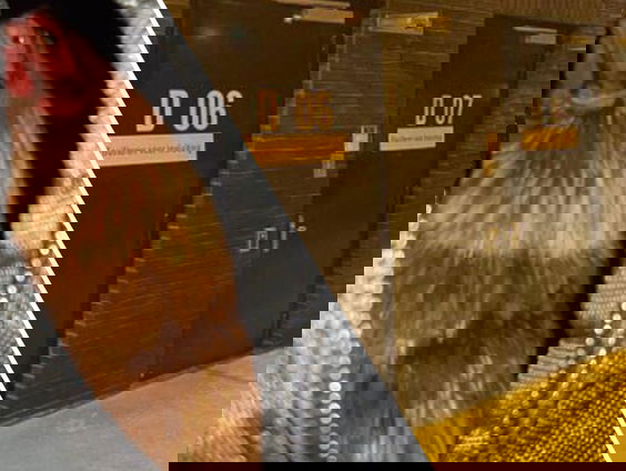 Vrouw neemt kip mee de cel in