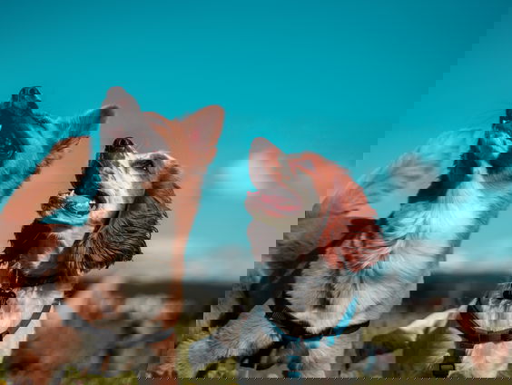 Arie heeft al 50 jaar een dierenopvang