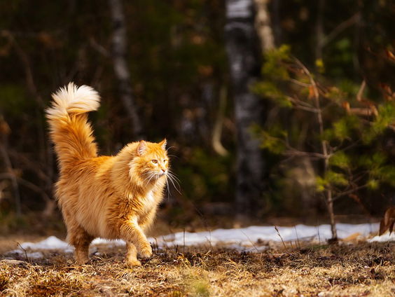 Nederlandse dierenbeschermers helpen achtergelaten huisdieren in Oekraïne