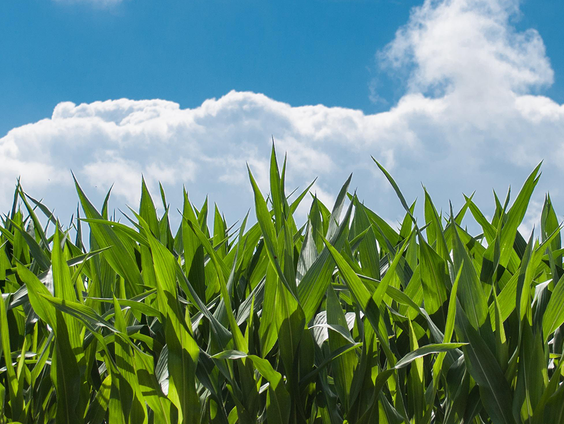 Het maisdoolhof van Corrie en Piet komt hopelijk op tv