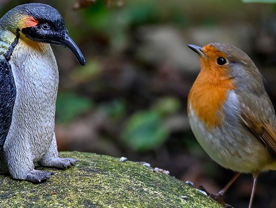 Een roodborst is de ster in Pauliens tuin