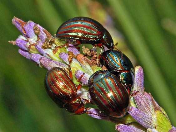 Het pareltje van 4 juni