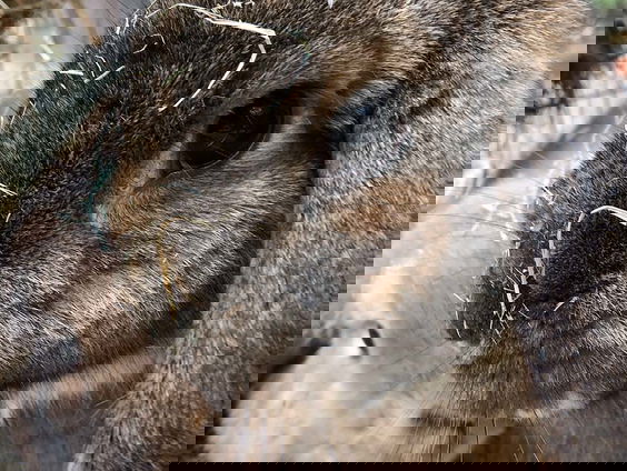 Ilse brengt het eerste tijdschrift uit over konijnen