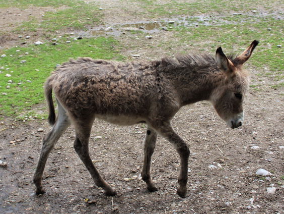 Waar komt de uitdrukking 'ezelsbruggetje' vandaan?