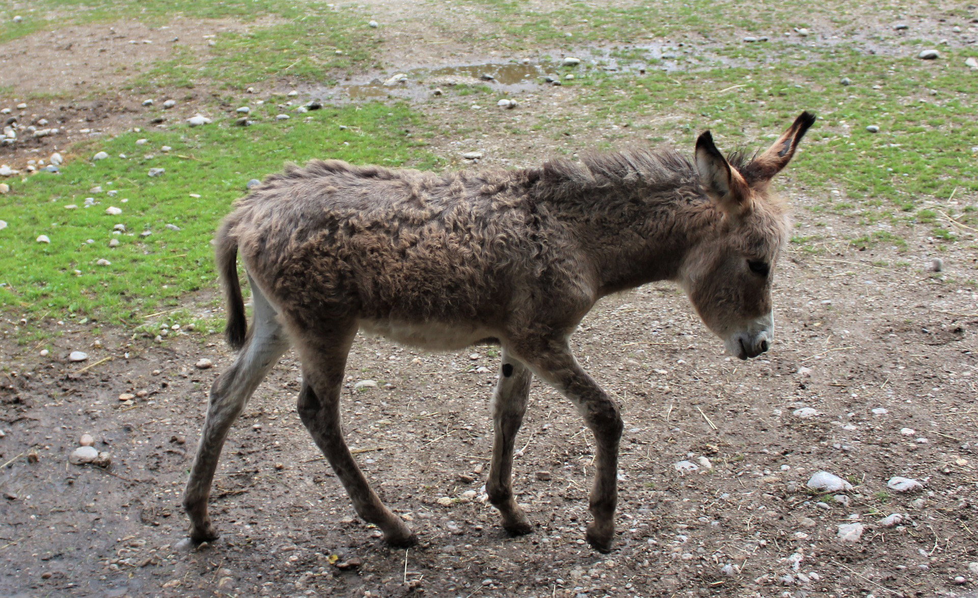 Waar komt de uitdrukking 'ezelsbruggetje' vandaan? | NPO Radio 5