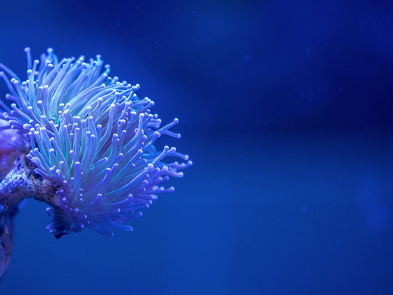 Burhan Carlak kweekt koraal: 'misschien is koraal over tachtig jaar verdwenen'