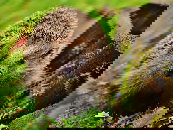 Verkeersbord voor egeltjes