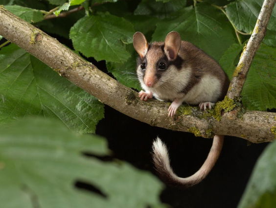 Nederlandse eikelmuis bijna uitgestorven