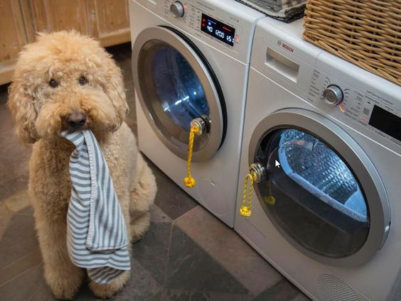 De Arbeidsvitaminen van Stichting De Hond Kan De Was Doen