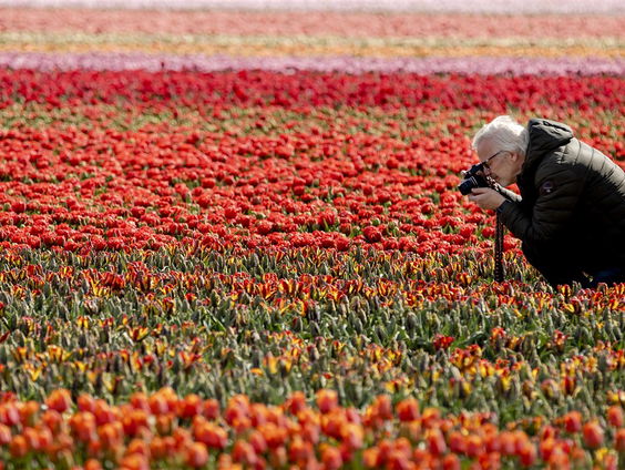 Hou bollenveldenselfiemakers tegen met een hek!