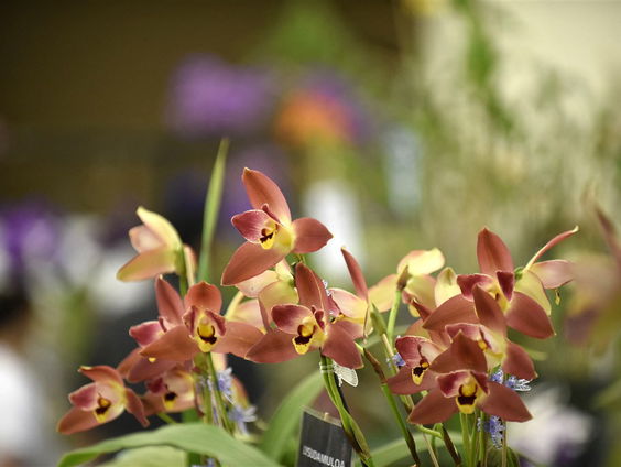Stop met het plukken van wilde orchideeën