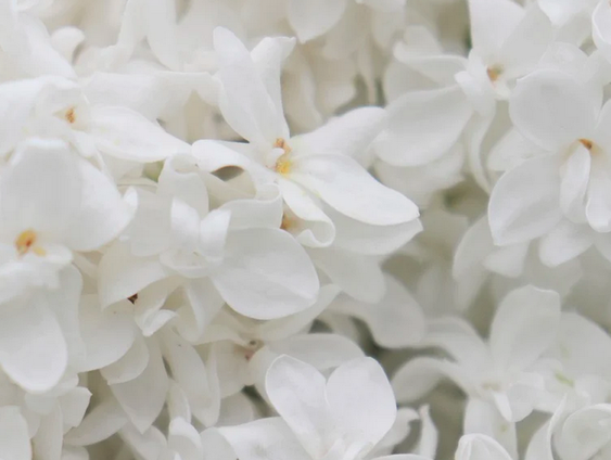De Witte Donderdag van Herman Haan