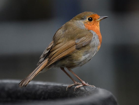 De Grote Robin Gluurt In De Nesten Quiz