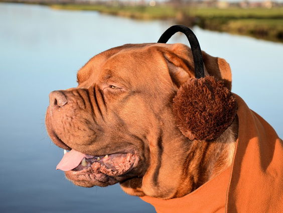 Geen koude oren meer sinds 1877