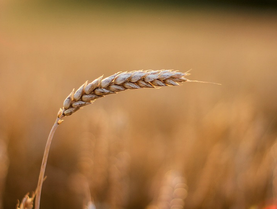 De weg van de graankorrel