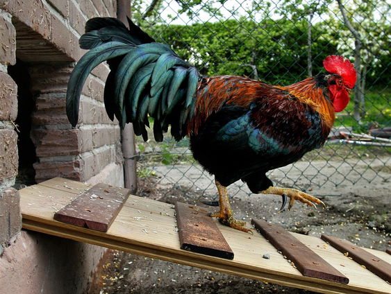 Kat eruit, kip erin!