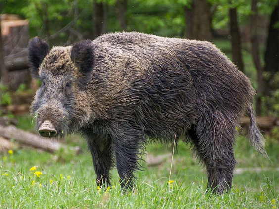 Wat te doen bij agressieve wilde zwijnen?