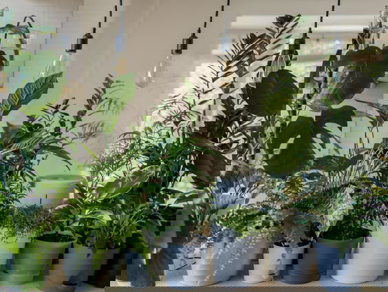 Margot heeft een plantenasiel (en dat loopt aardig uit de kluiten)