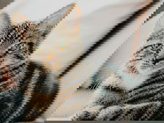 Liesbeth Puts over haar boek 'Wat je kat écht denkt'