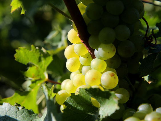 Week van de verspilling: over een druif die zoveel moeite doet