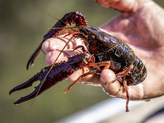 Beroepsvisser Ramona zet rivierkreeftjes uit de sloot op de menukaart