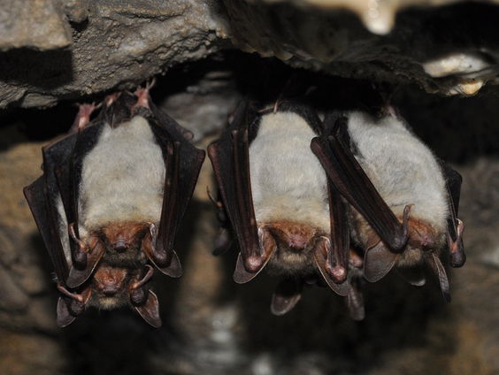 Vleermuizen spotten in Groenlo