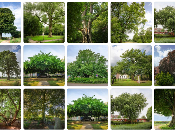 Stem nu op de boom van het jaar 2023