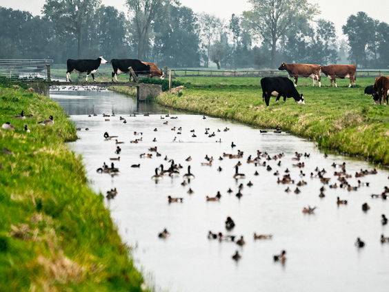 Vier ook de 65e verjaardag van het Groene Hart!