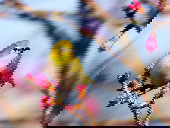 Hanne Tersmette over de Nationale Vogeltelling