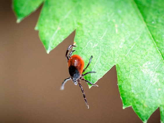 Let op: Het tekenseizoen is weer begonnen!